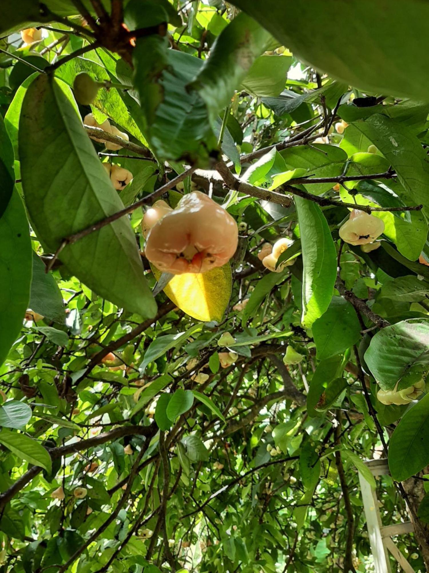 ديغانا Victoria Views Resort Kandy المظهر الخارجي الصورة